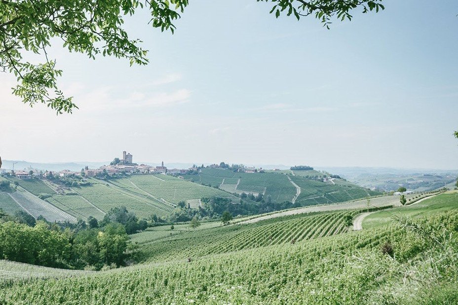 Wein aus Piemont kaufen